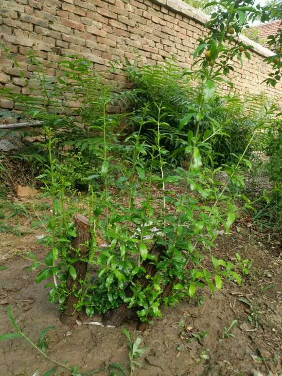 石榴下山桩怎么倒贮扦插的方法 图片