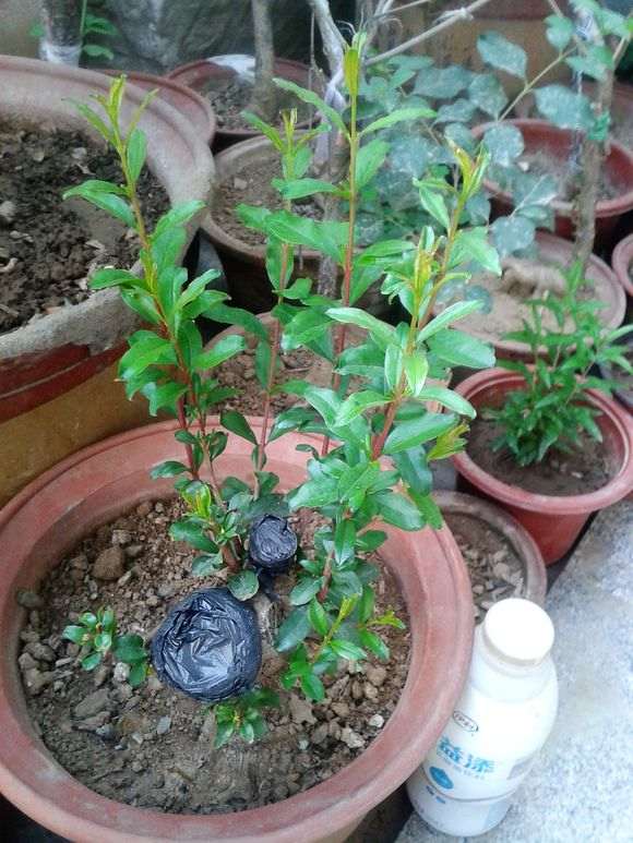 石榴下山桩怎么倒贮扦插的方法 图片