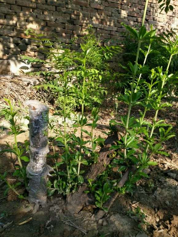 石榴下山桩怎么倒贮扦插的方法 图片