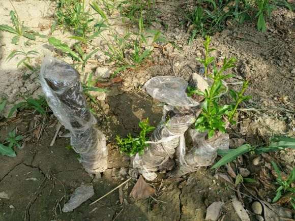 石榴下山桩是不是只有秋天才可以换土