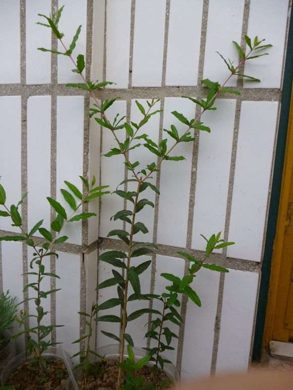 为什么石榴下山桩在冬天一定要搬进室内