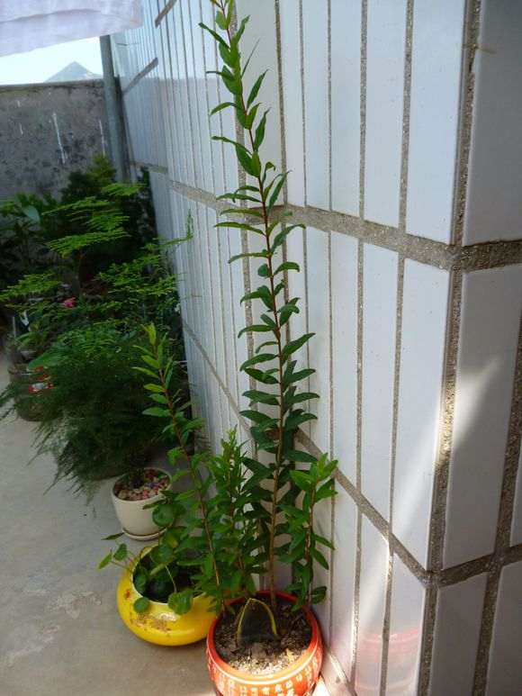 为什么石榴下山桩在冬天一定要搬进室内