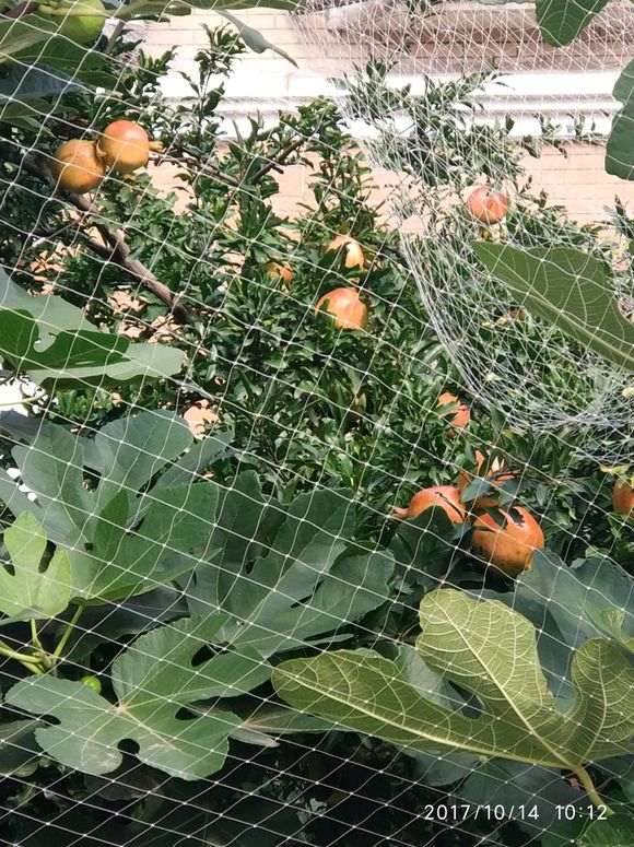 为什么石榴下山桩在冬天一定要搬进室内