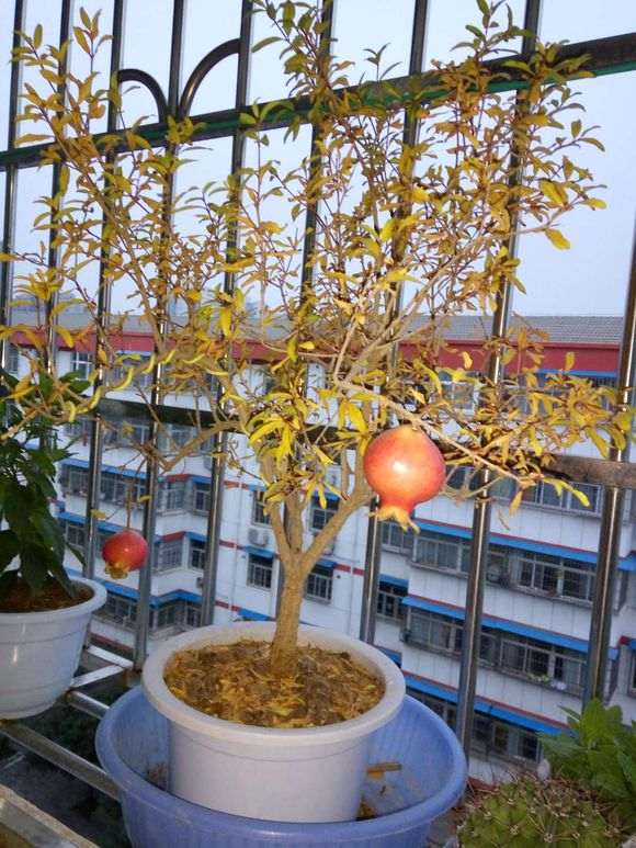 为什么石榴下山桩在冬天一定要搬进室内