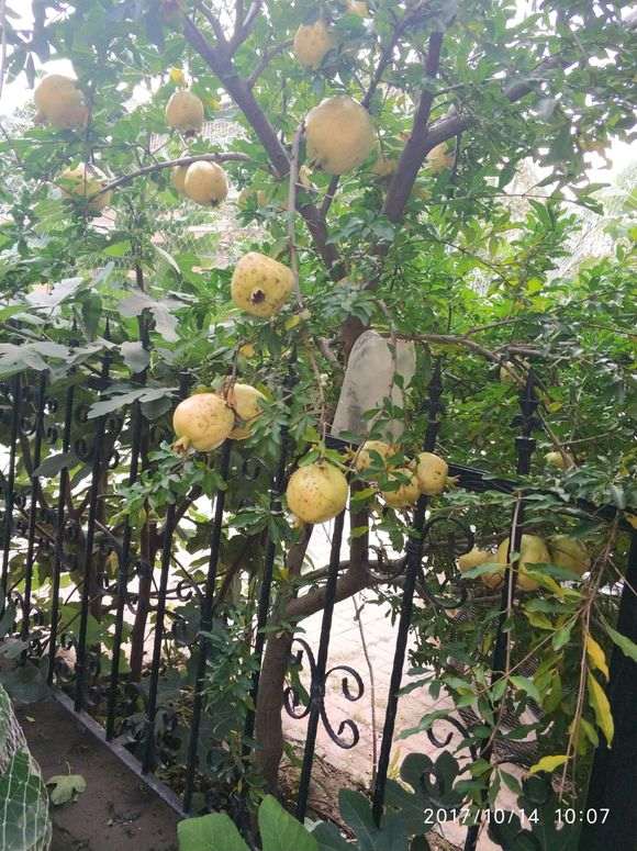 为什么石榴下山桩在冬天一定要搬进室内