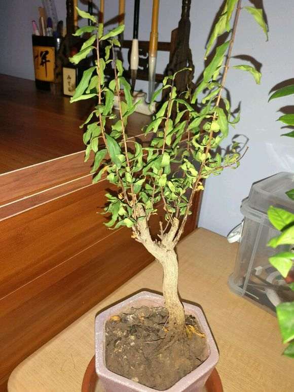 放阳台养的石榴下山桩有点蔫 怎么办 图片