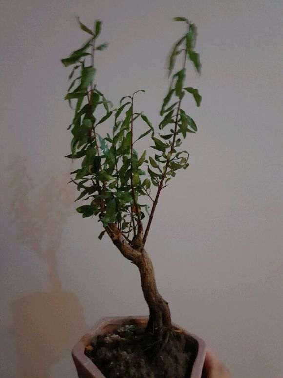 放阳台养的石榴下山桩有点蔫 怎么办 图片