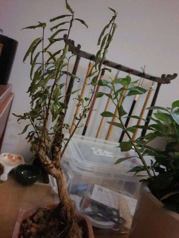 放阳台养的石榴下山桩有点蔫 怎么办 图片