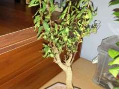 放阳台养的石榴下山桩有点蔫 怎么办 图片