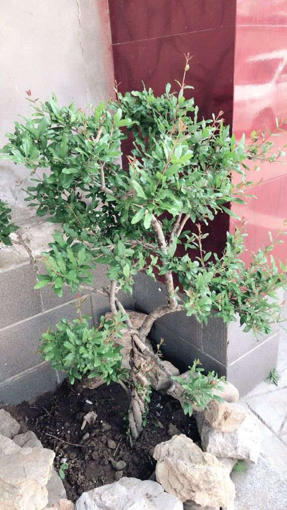 现在石榴下山桩徒长的枝叶 要不要剪掉