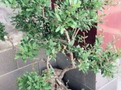 现在石榴下山桩徒长的枝叶 要不要剪掉