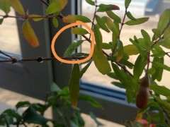 石榴下山桩上都是像糖浆一样的东西 图片