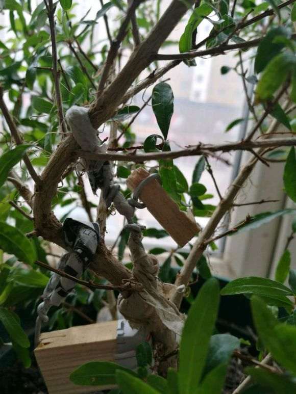 图解 石榴下山桩苗怎么造型的方法