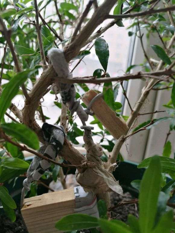 图解 石榴下山桩苗怎么造型的方法