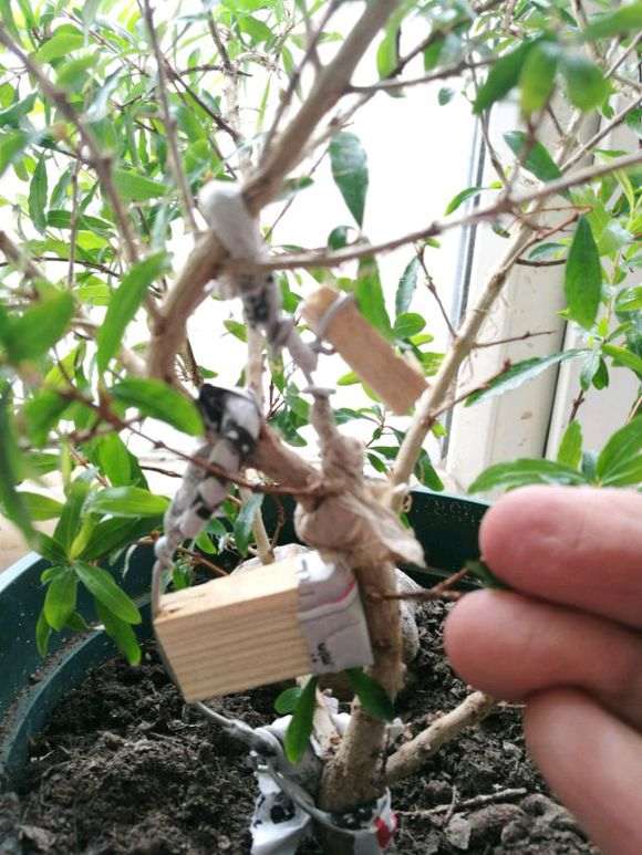 图解 石榴下山桩苗怎么造型的方法