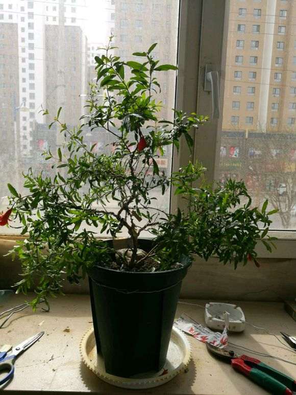 图解 石榴下山桩苗怎么造型的方法