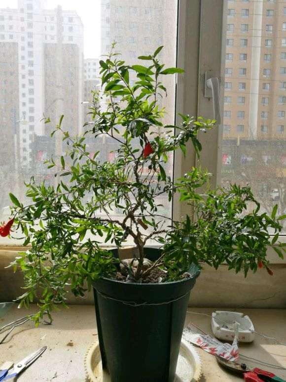 图解 石榴下山桩苗怎么造型的方法