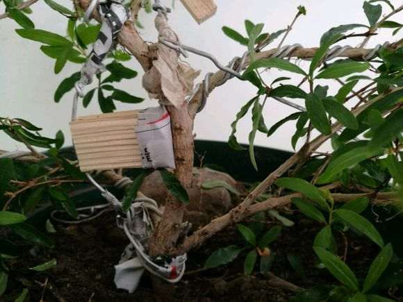 图解 石榴下山桩苗怎么造型的方法