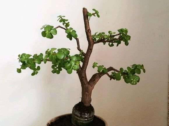 图解 石榴下山桩苗怎么造型的方法