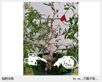 图解 石榴下山桩苗怎么造型的方法