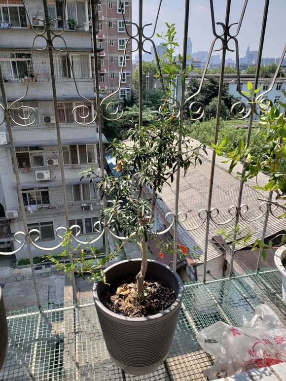 为什么果石榴下山桩不用授粉可以结果 图片