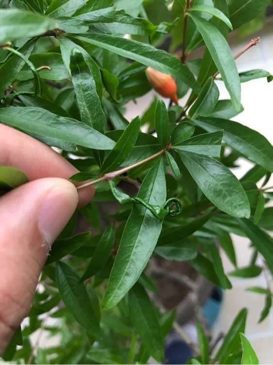 石榴下山桩叶子打卷是什么原因啊 图片