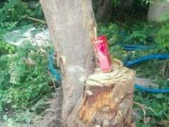 石榴下山桩树 现在还能栽活吗 图片