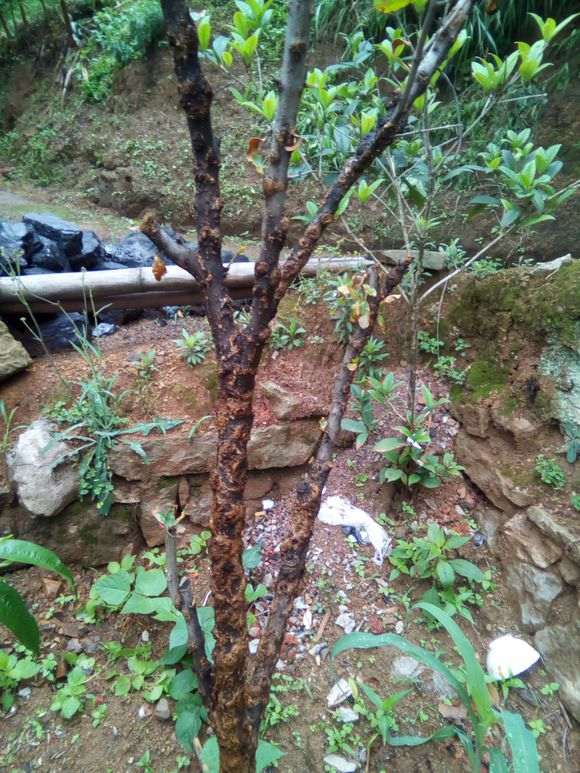 现在移栽石榴下山桩能活吗 图片