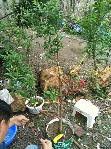 现在移栽石榴下山桩能活吗 图片