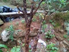 现在移栽石榴下山桩能活吗 图片