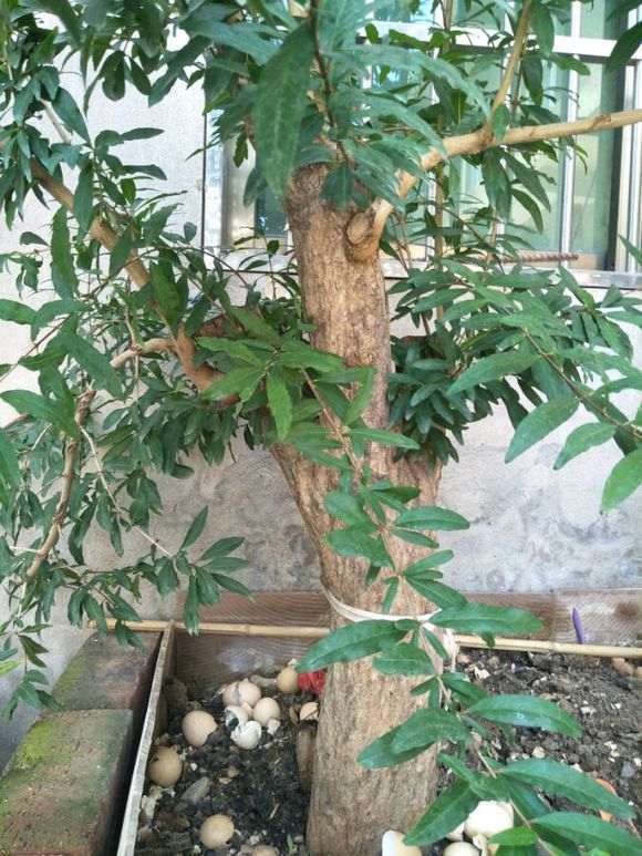 石榴下山桩什么季节适合树干拿破最好