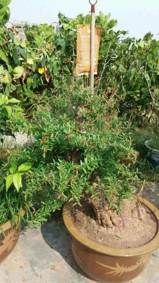 石榴下山桩什么季节适合树干拿破最好