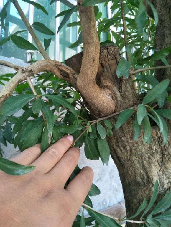 石榴下山桩什么季节适合树干拿破最好