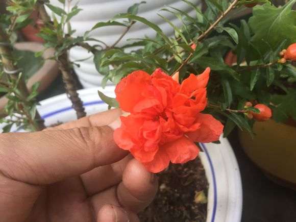 果石榴下山桩只有花没结果 怎么办