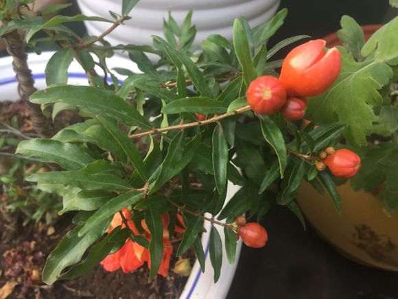 果石榴下山桩只有花没结果 怎么办