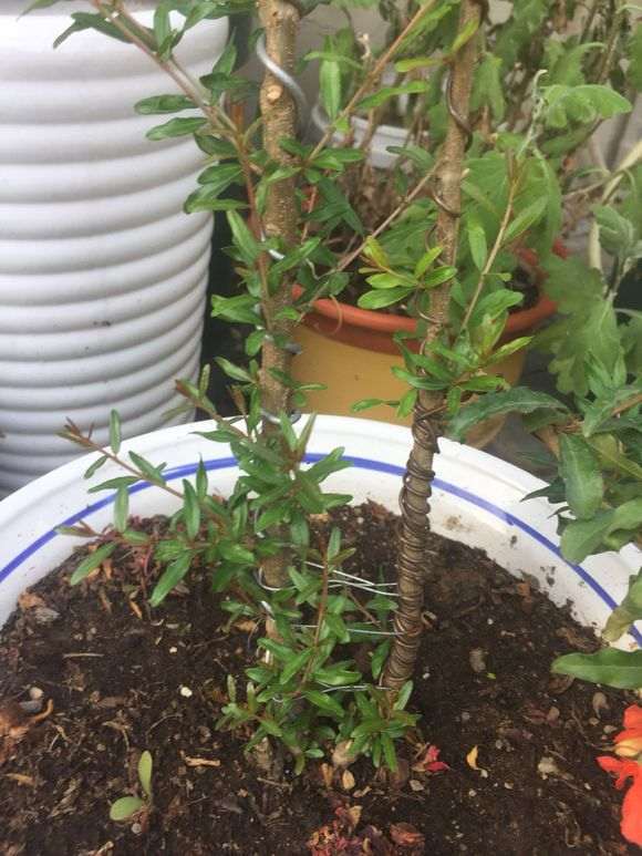 果石榴下山桩只有花没结果 怎么办