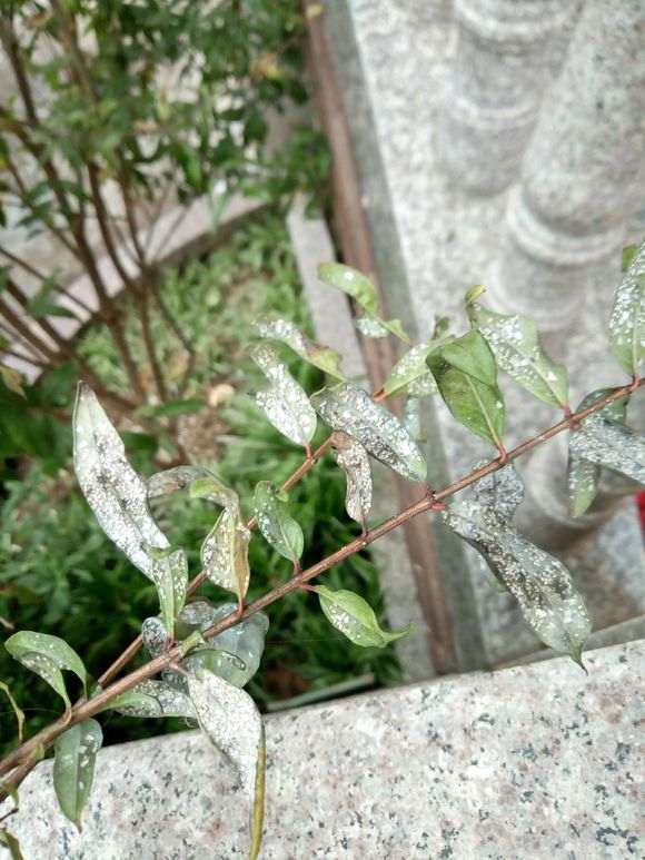 石榴下山桩 全部长了白色的虫子 怎么办