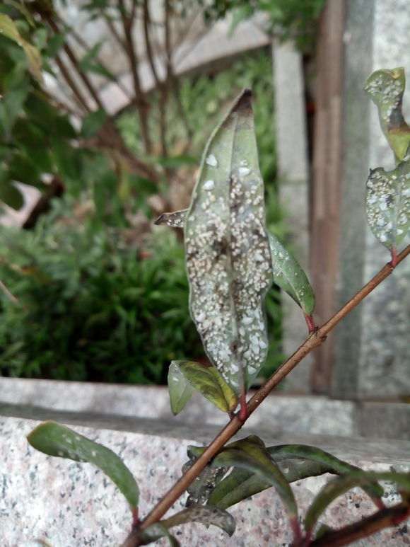 石榴下山桩 全部长了白色的虫子 怎么办