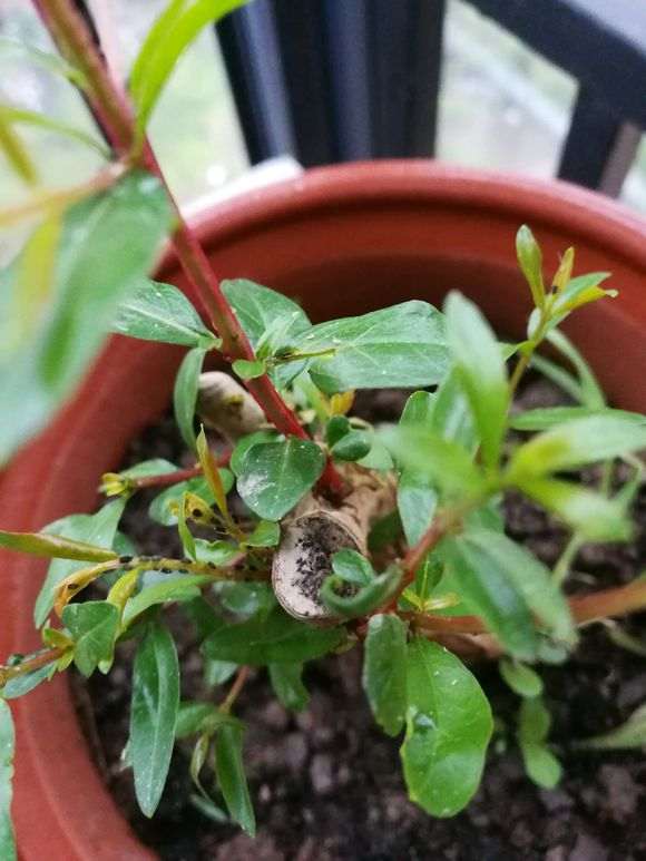 石榴下山桩根茎上有虫子 怎么办 图片