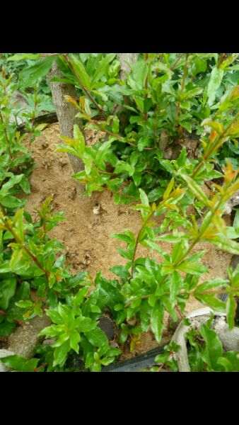 石榴下山桩可以用播种的方法繁殖吗