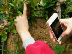 石榴下山桩可以用播种的方法繁殖吗