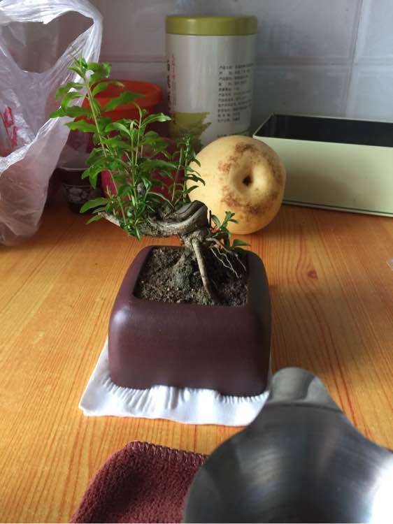 人血白蛋白能当肥料养石榴下山桩吗