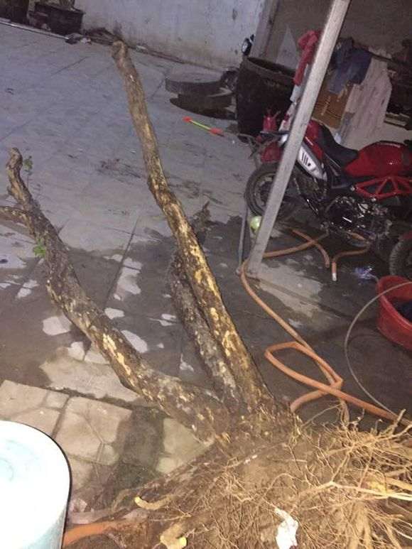 石榴下山桩是上盆好 还是地栽好 图片