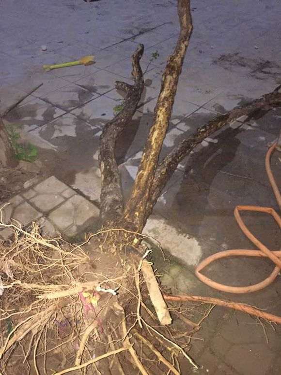 石榴下山桩是上盆好 还是地栽好 图片