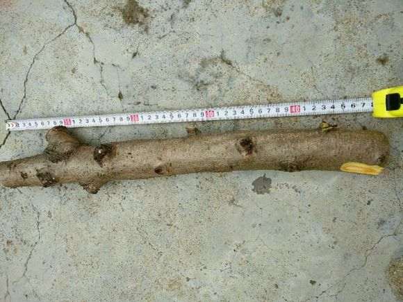 石榴下山桩怎么硬枝扦插的方法 图片