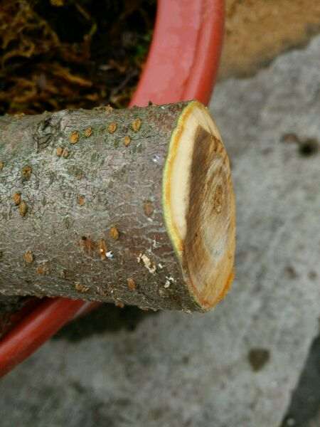 石榴下山桩怎么硬枝扦插的方法 图片