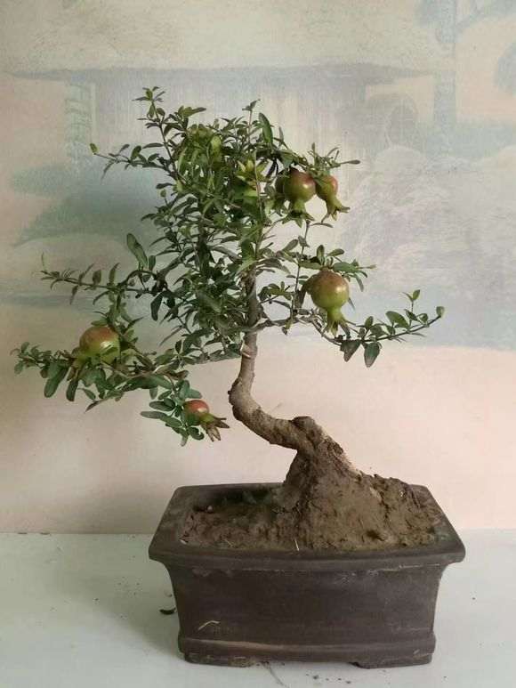 石榴下山桩盆土的表面特别处理过 图片
