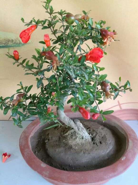 石榴下山桩盆土的表面特别处理过 图片