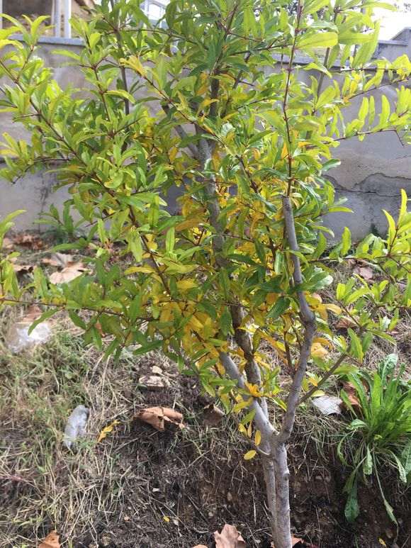 石榴下山桩叶子变黄了 请问怎么办 图片