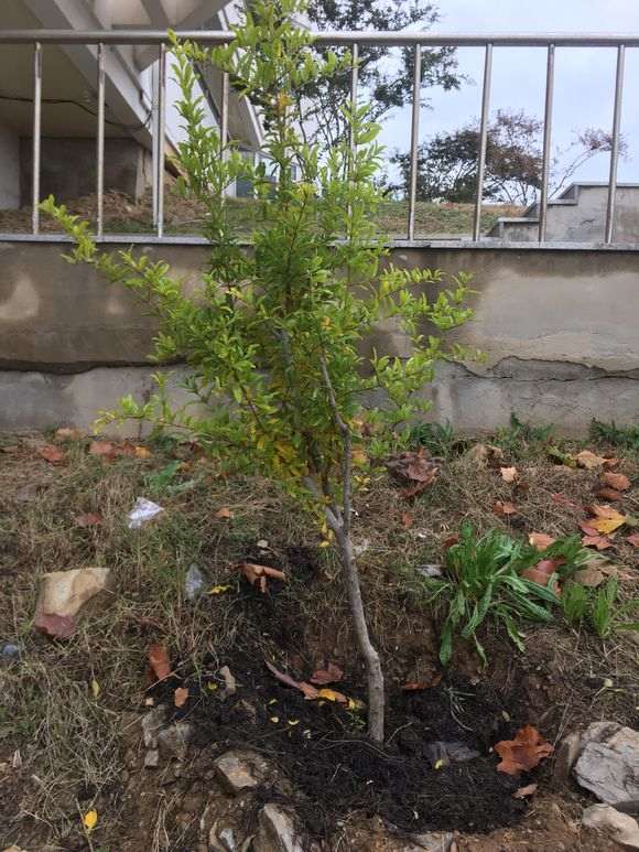 石榴下山桩叶子变黄了 请问怎么办 图片